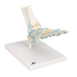 Afbeeldingen van Voet met ligamenten